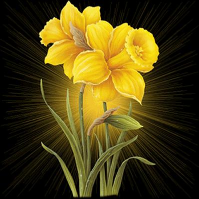 les jonquilles